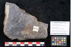 Foto (Objekt + Etikett) von Flabellaria sublongirhachis Ettingshausen (NHMW-GEO-2024-0188-10234)